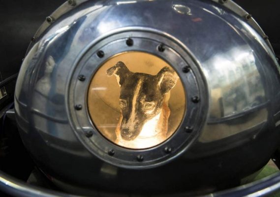 Hình ảnh Laika khi được đặt vào chiếc lồng bé bên trong tàu Vũ trụ Sputnik 2