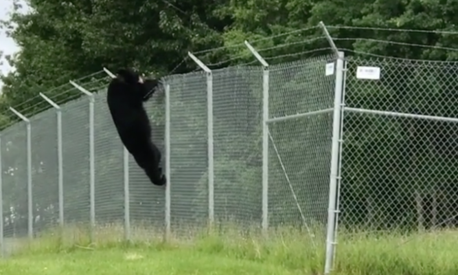 Một con gấu đen trèo qua hàng rào sân bay ở Anchorage, Alaska tháng 8/2018. Ảnh: DailyMail.